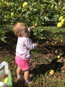 Picking Apples