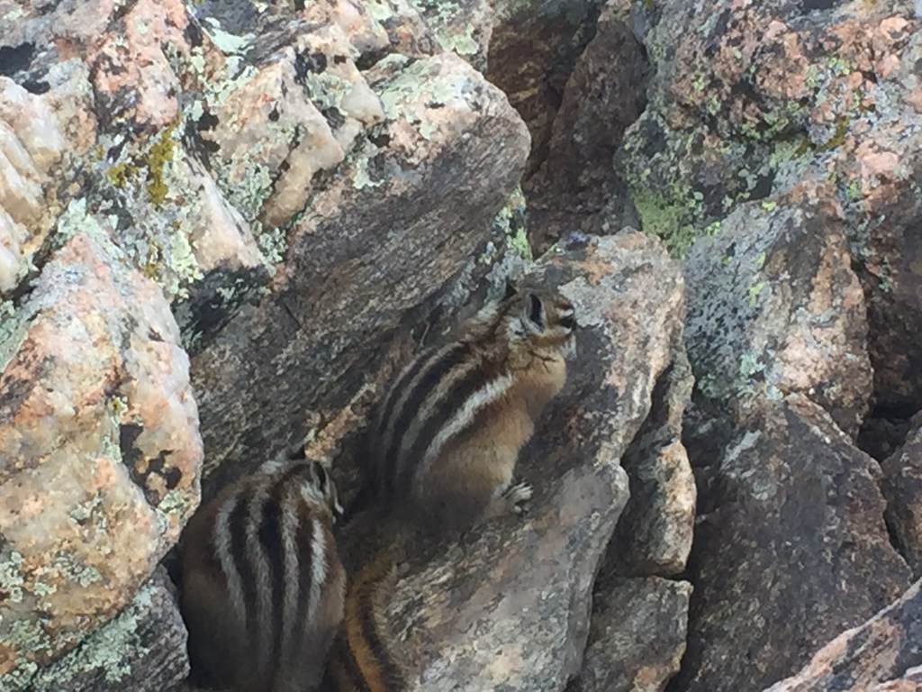 Furry friends at the top