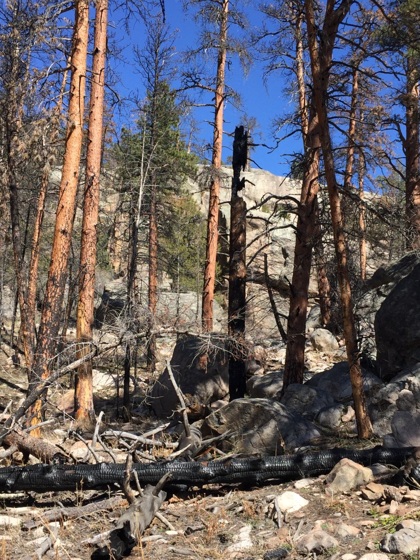 fire damage in rocky mountain national park