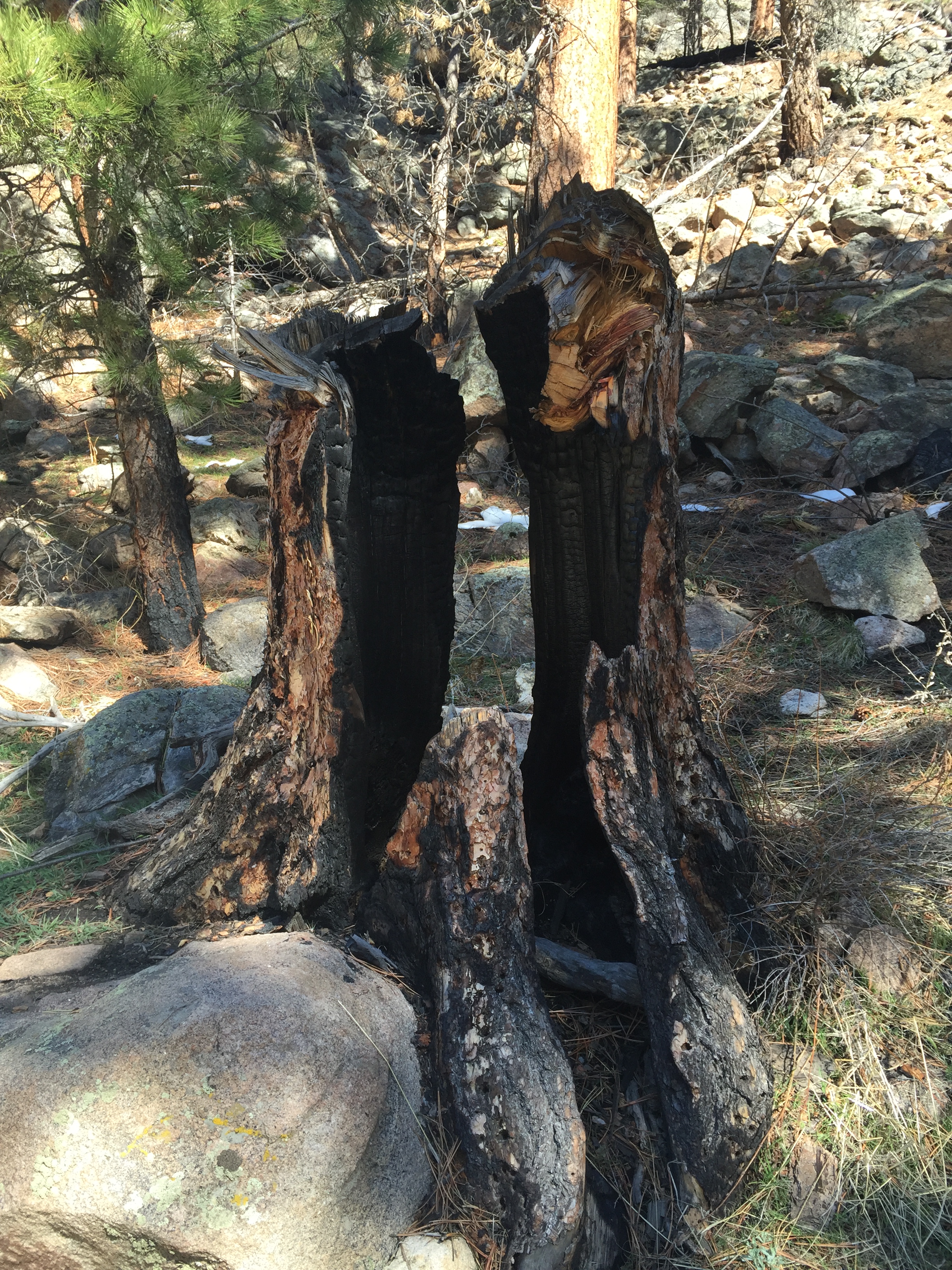 fire damage tree stump rocky mountain national park