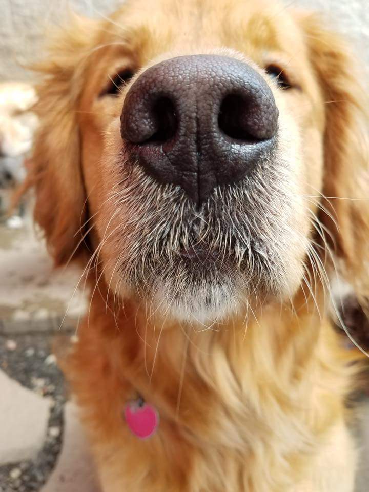 Dog friendly hiking trails in Estes Park