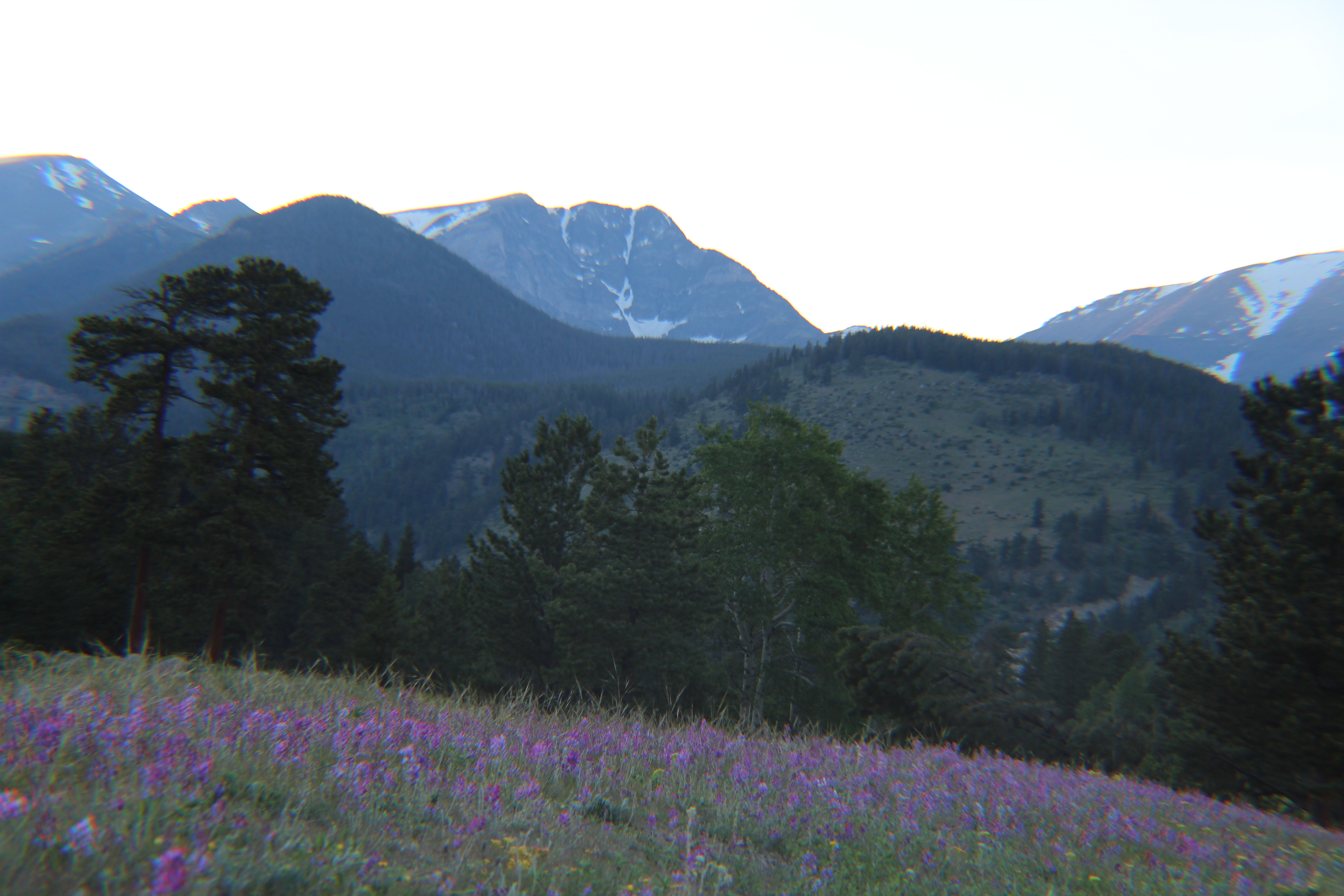 Wildflowers near Horseshoe Park