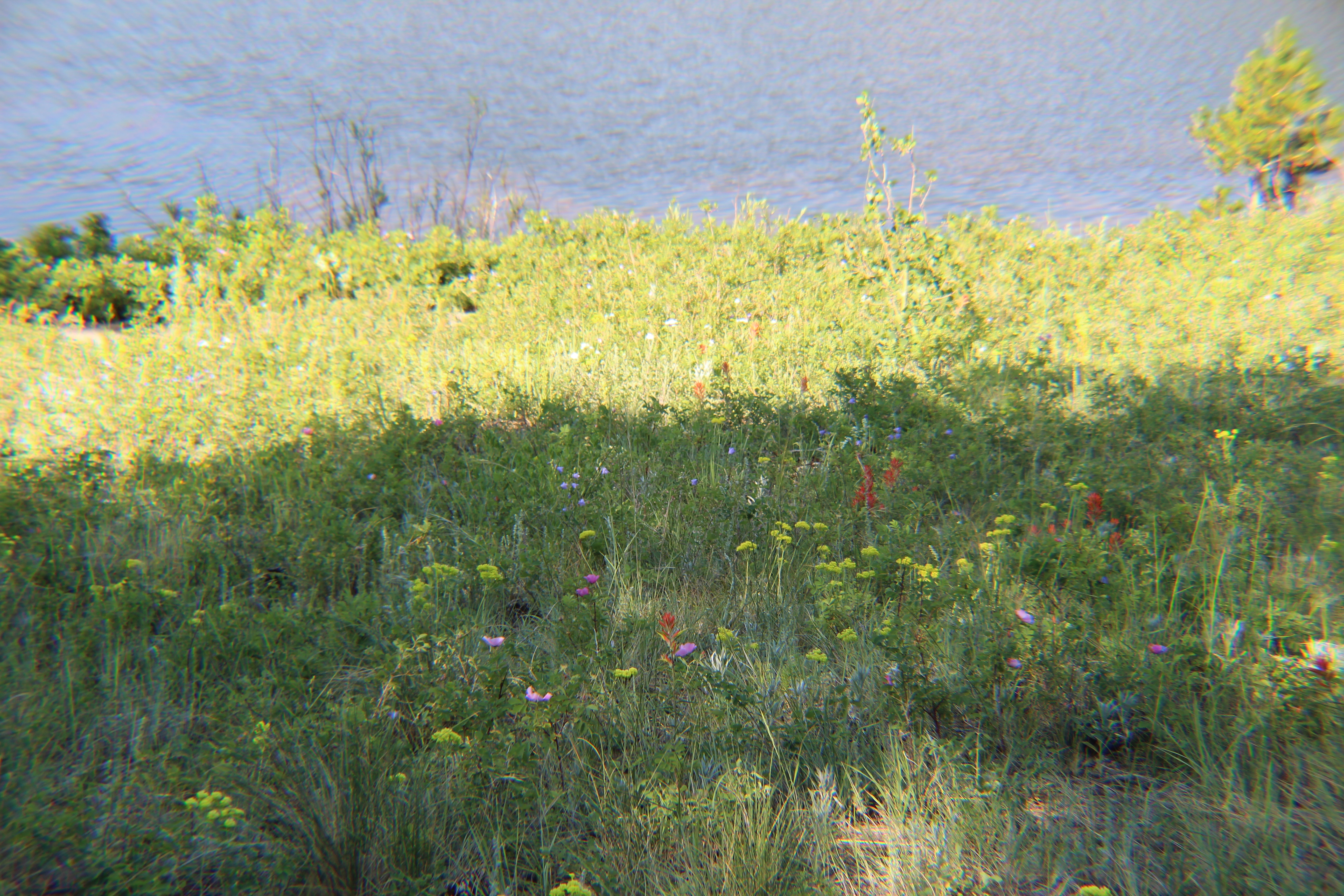 Flowers Near Lily Lake