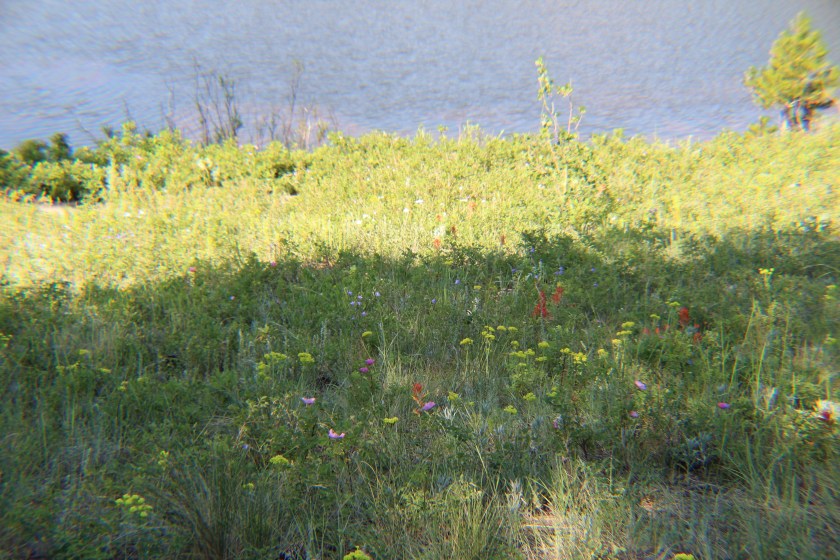 Flowers Near Lily Lake
