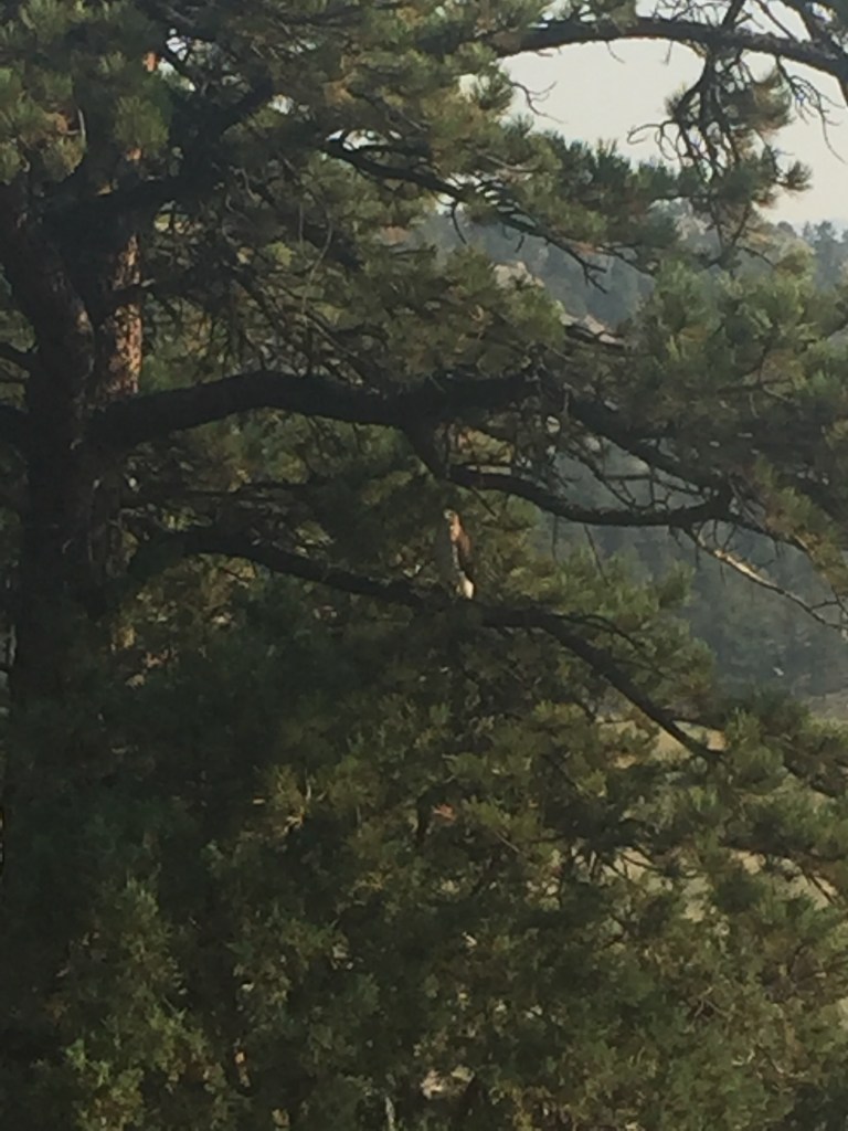 coopers hawk moraine valley rocky mountain national park