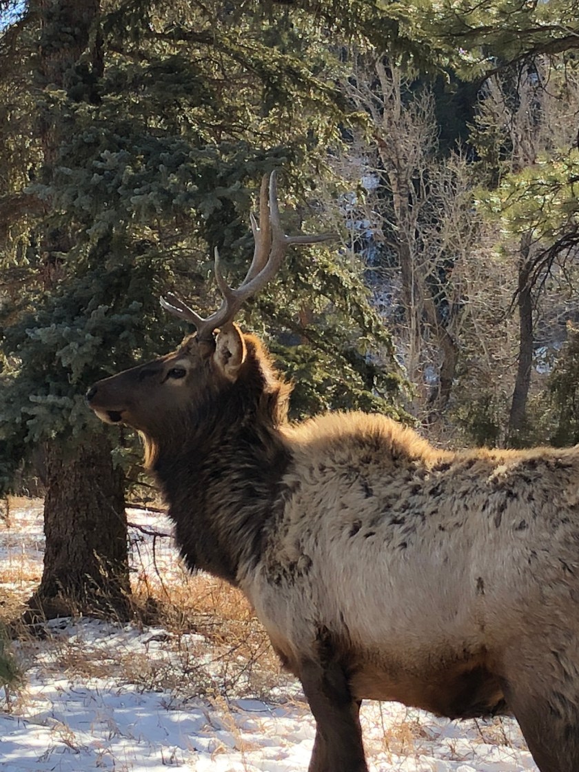 Elk in Estes Park