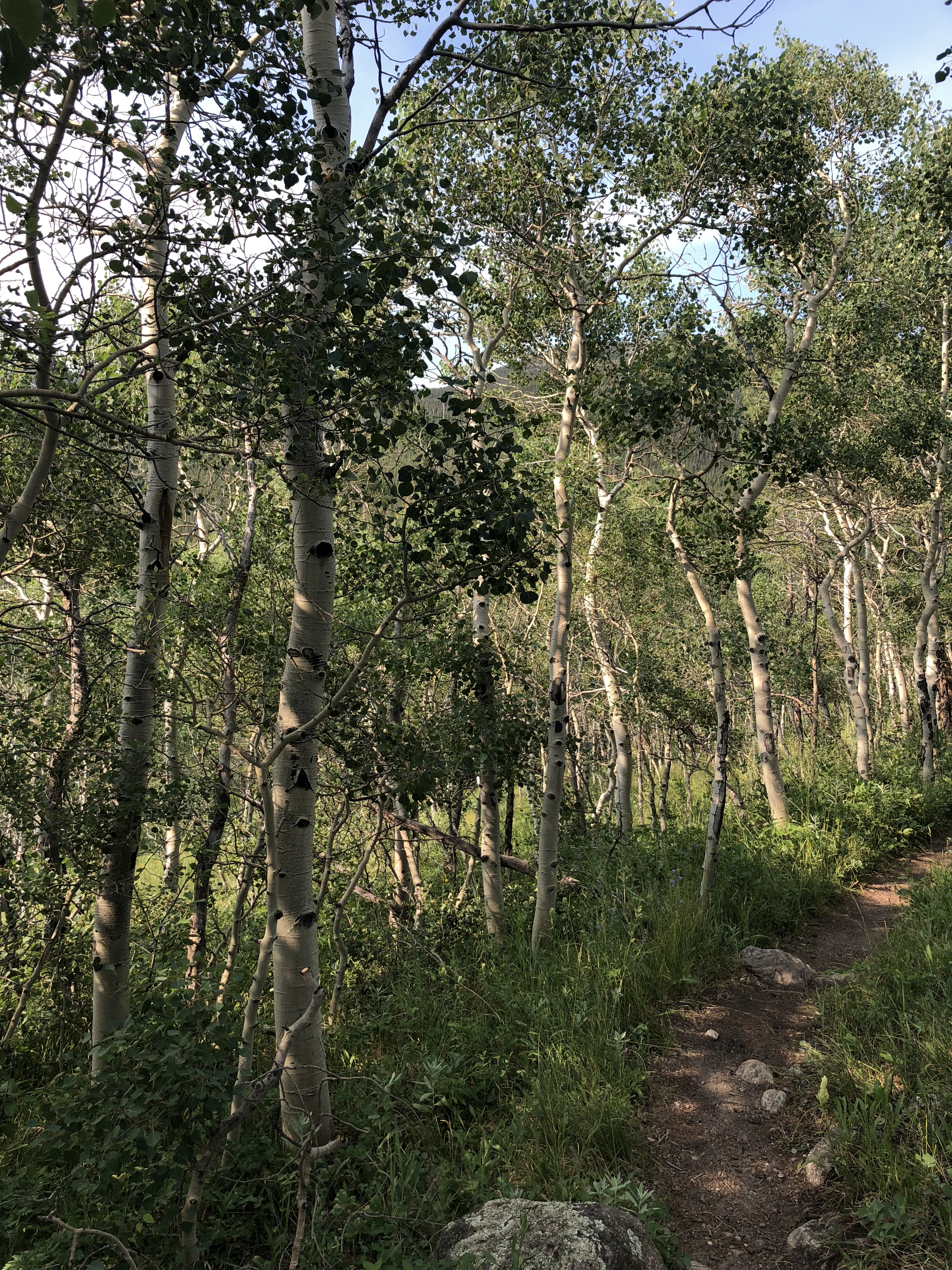 aspens in Rocky Mountain National Park