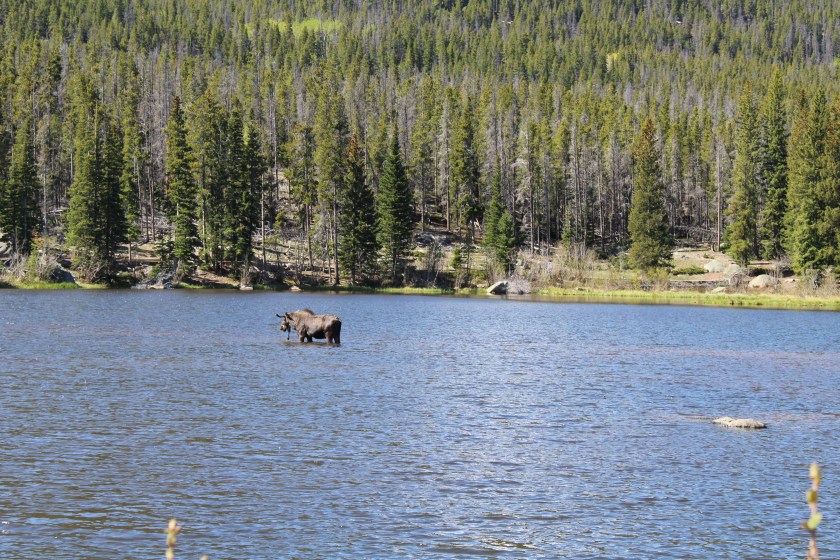 Sprague Lake Rocky Mountain National Park