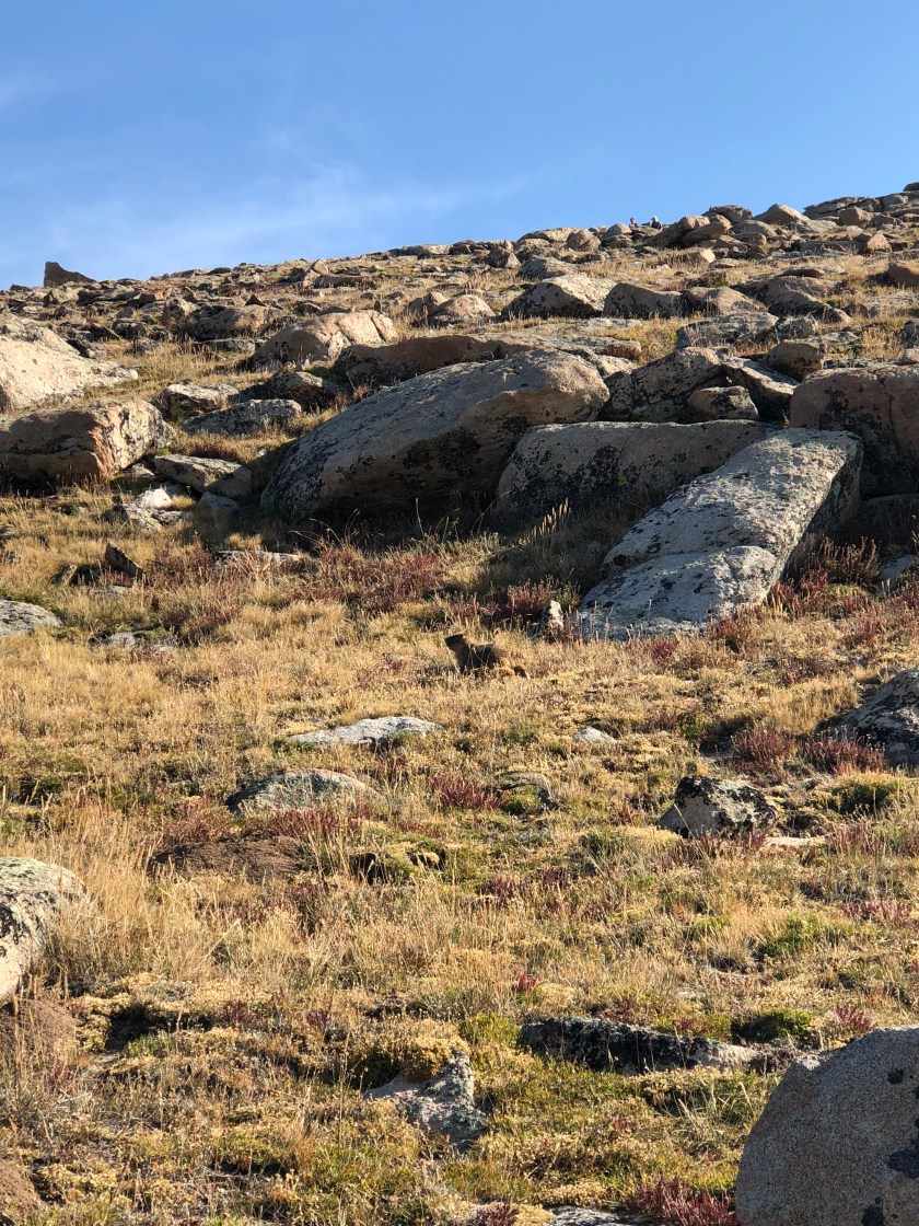 Wildlife in Rocky Mountain National Park Tundra