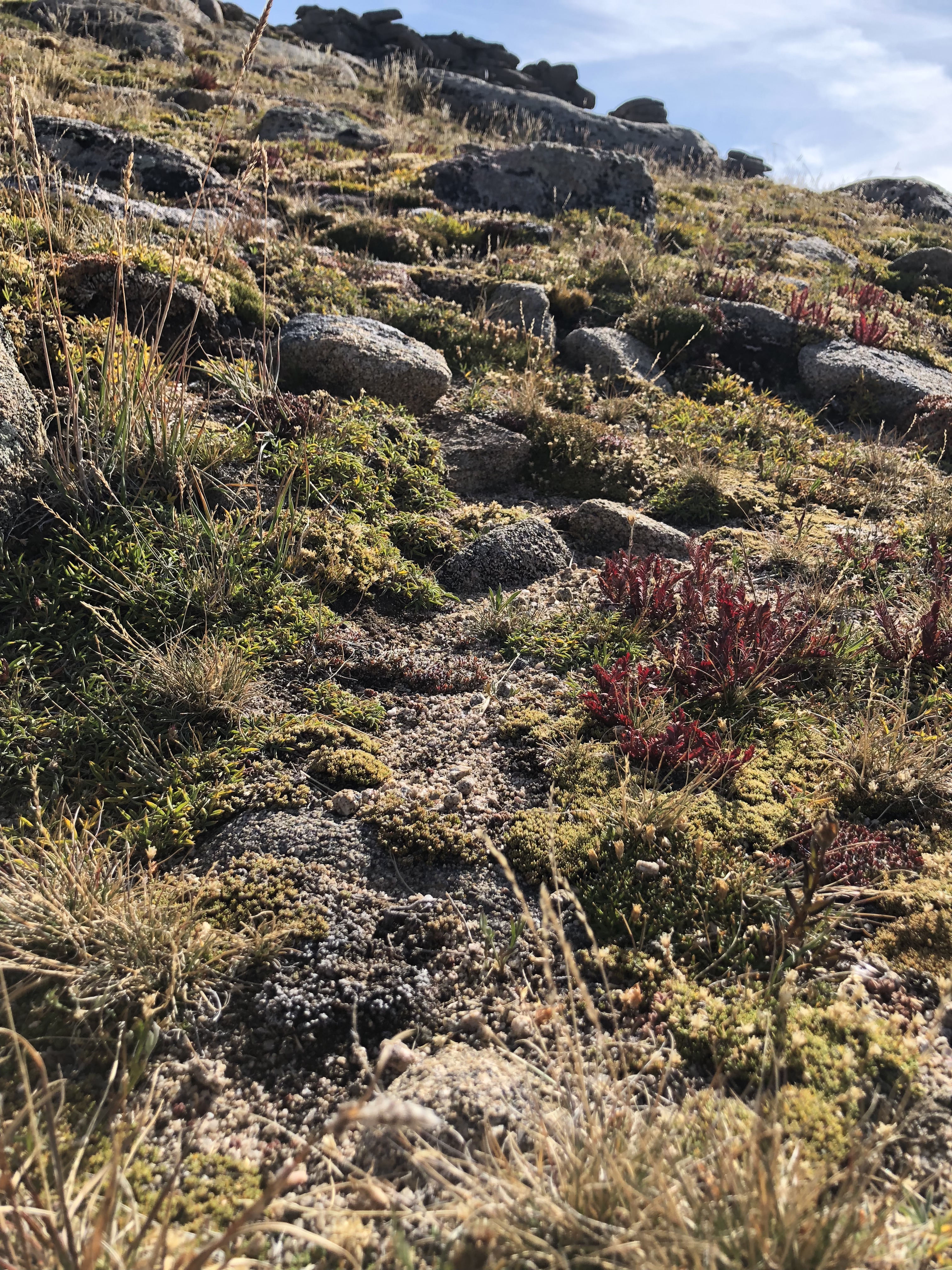 Alpine Tundra Rocky Mountain National Park