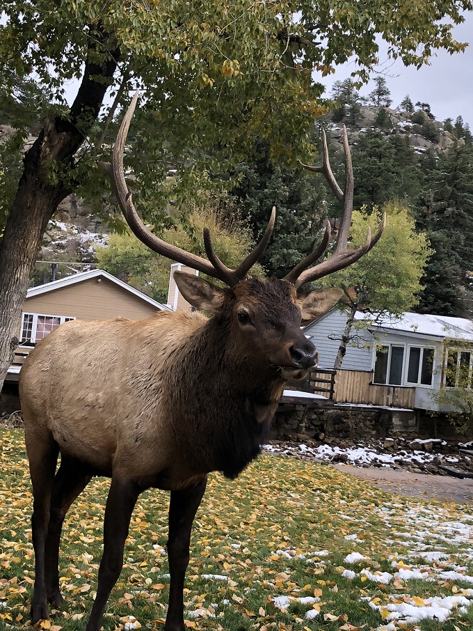 elk season in estes park colorado