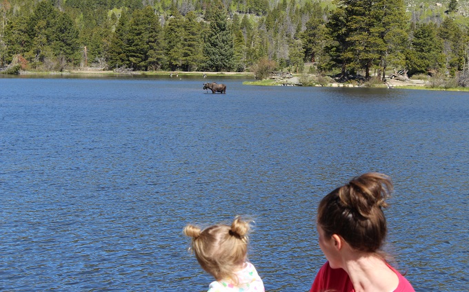 moose in rocky mountain national park