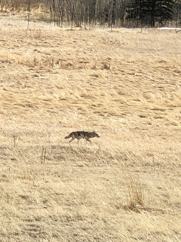 A fox prowling for food near Rocky Mountain National Park 