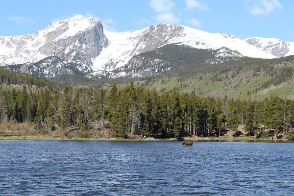A moose wading out in chilly waters of Sprague Lake in Rocky Mountain National Park