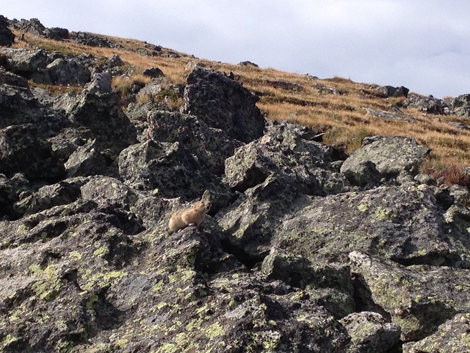 A pika calling out in Rocky Mountain alpine tundra