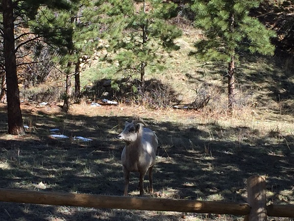 A bighorn sheep on Fall River Road in Estes Park, CO