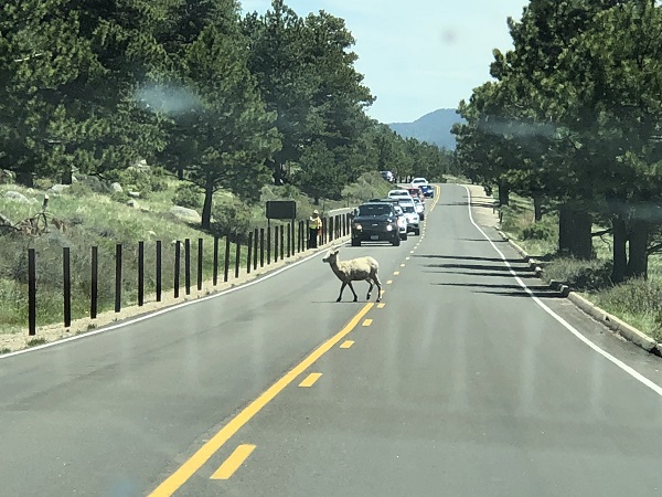 A bighorn sheep crosses the road near Sheep Lakes in Rocky Mountain National Park