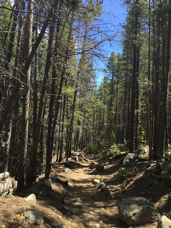 Wooded trail leading to Mill Creek Basin
