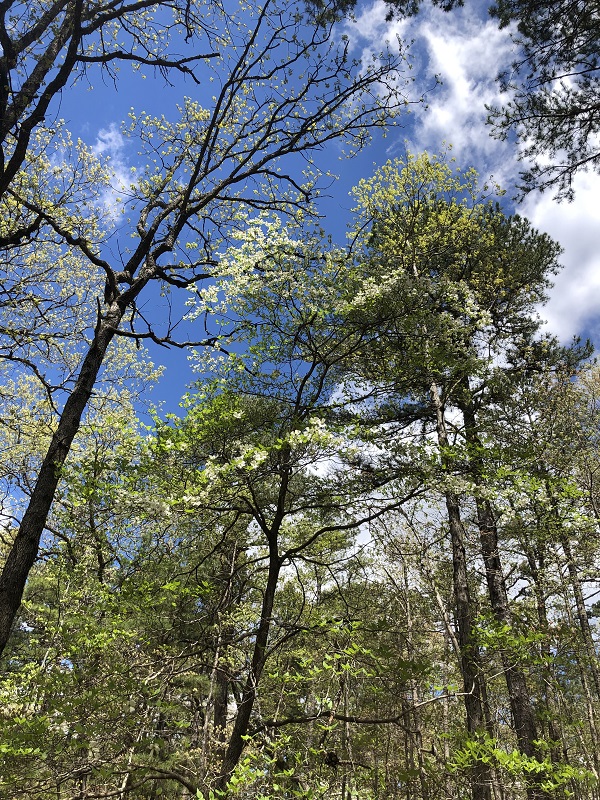 spring hiking. family hiking pigeon roost trail in hobbs state park - northwest arkansas