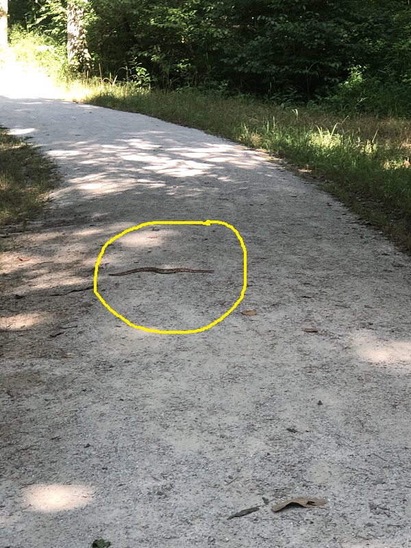 copperhead snake arkansas. venomous snakes in arkansas. poisonous snakes arkansas