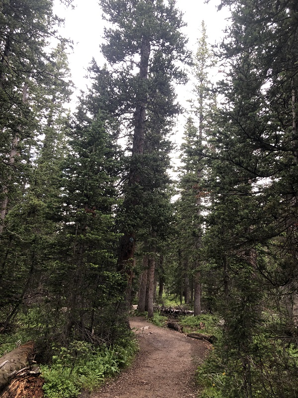 This heavily wooded trail leads to Mitchell Lake