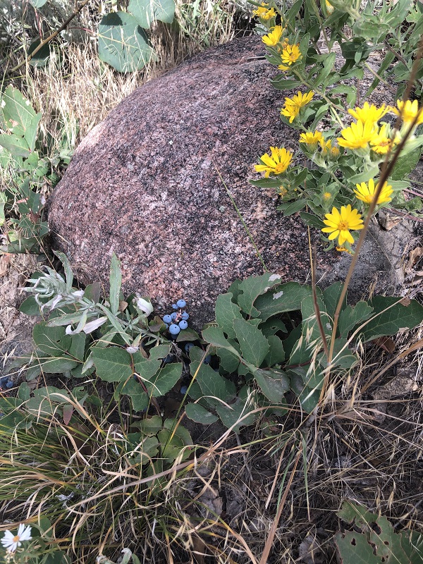 Bierstadt Lake hike in rocky mountain national park. hike under 3 miles. features mountain views, wildlife spot in rocky mountain national park, moose, wildflowers