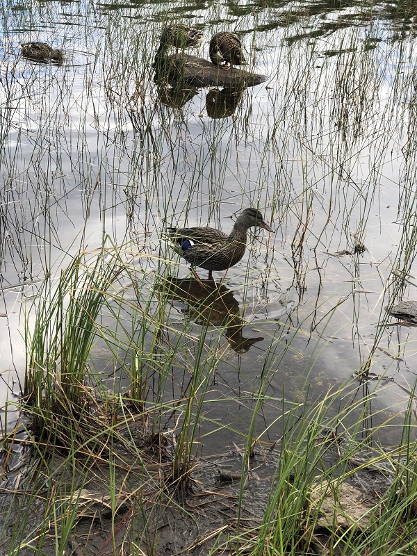 Bierstadt Lake hike in rocky mountain national park. hike under 3 miles. features mountain views, wildlife spot in rocky mountain national park, moose