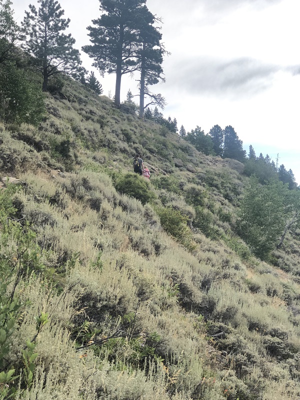 Bierstadt Lake hike in rocky mountain national park. hike under 3 miles. features mountain views, wildlife spot in rocky mountain national park, moose, elevation gain