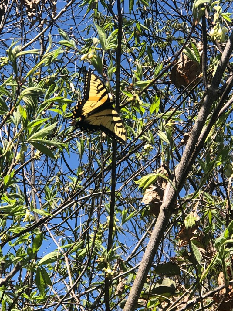 butterfly on Kings River Falls trail