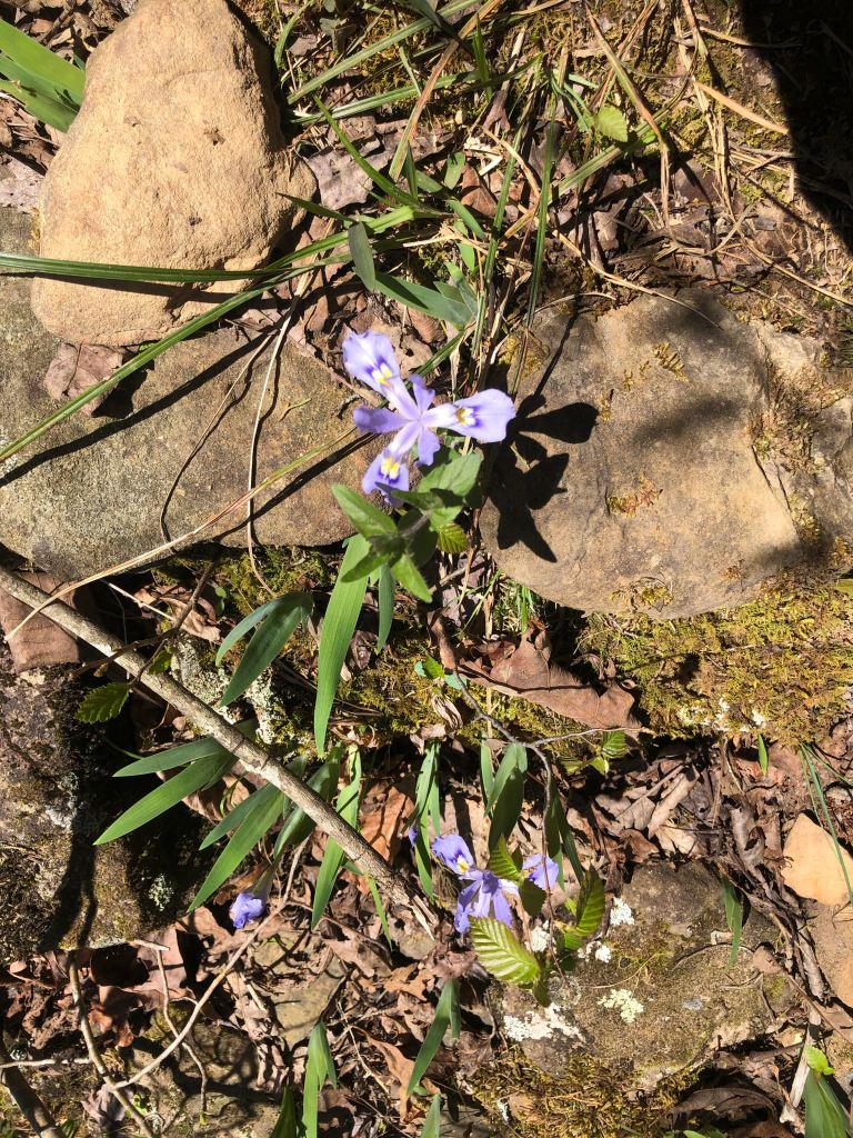 Wildflowers on Kings River Falls Trail