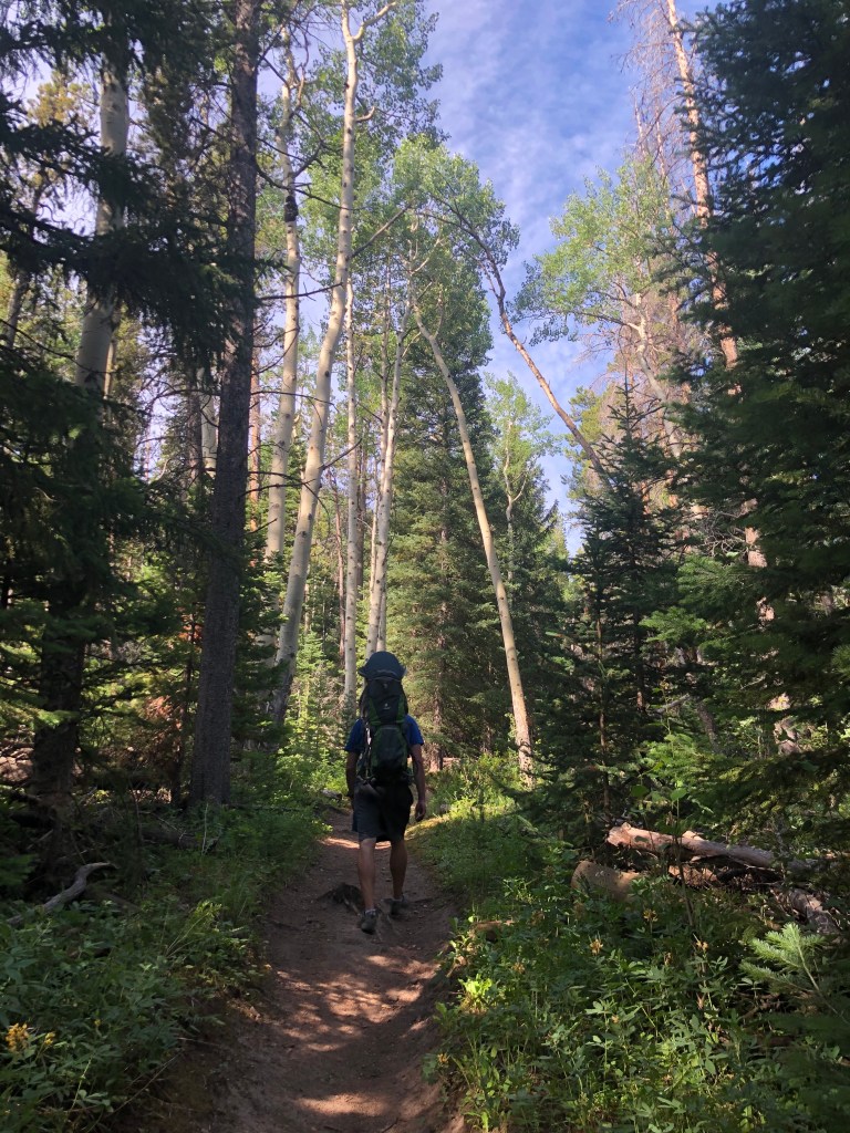 Towering aspens. Hollowell Park in Rocky Mountain National Park. To Mill Creek Basin. Loop trail