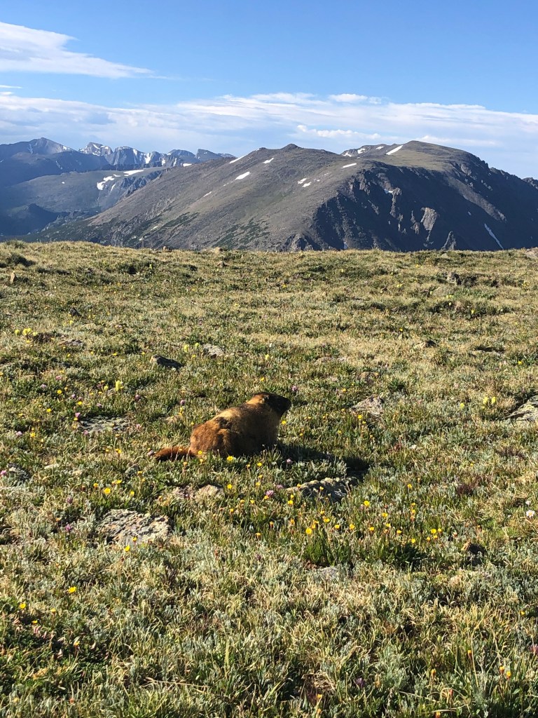 marmot with mountain views on tundra in rocky mountain national park