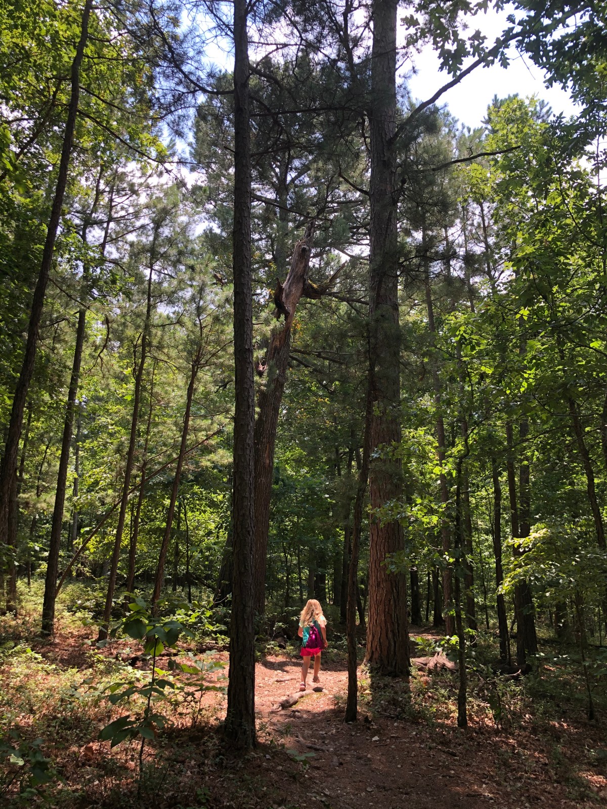 Arkansas Hiking: It’s Too Hot, I Hate Ticks, I’m Scared of Snakes…And Other Excuses I Made This&nbsp;Summer