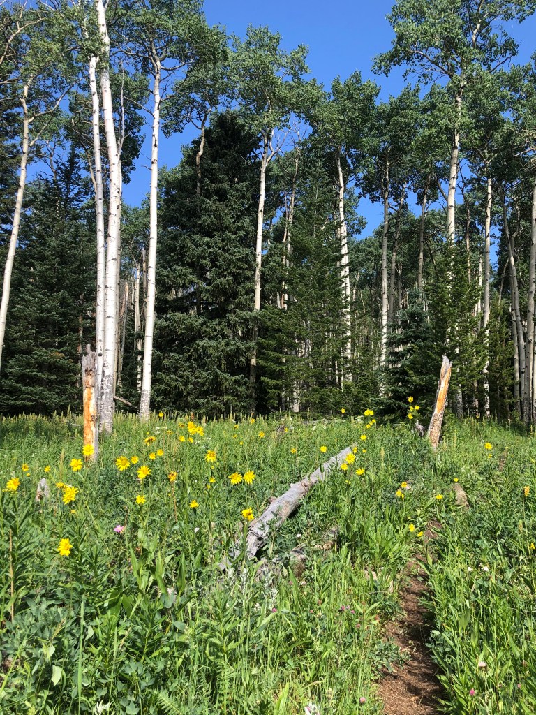 Hollowell Park in Rocky Mountain National Park. To Mill Creek Basin. Loop trail