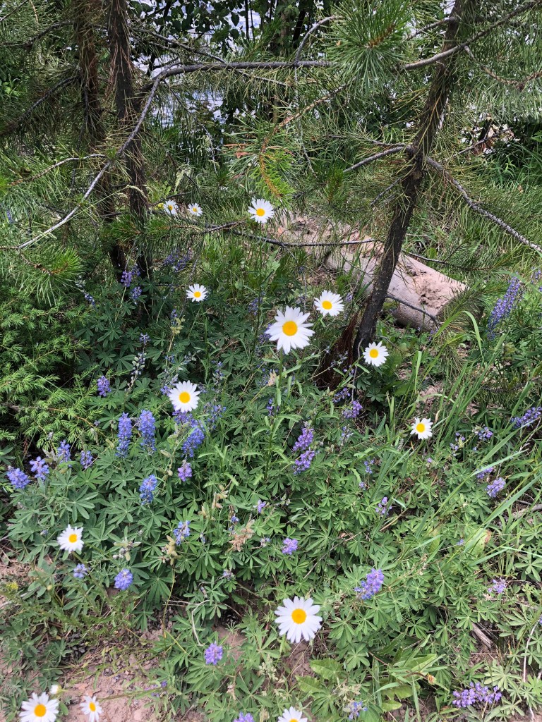 East Shore trailhead Rocky Mountain National Park. Hike near Grand Lake and Granby. Views of Lake Granby and Shadow Mountain Lake