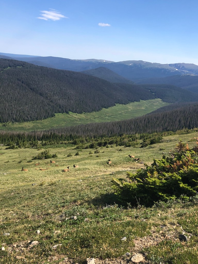 elk in rocky mountain national park off of trail ridge road
