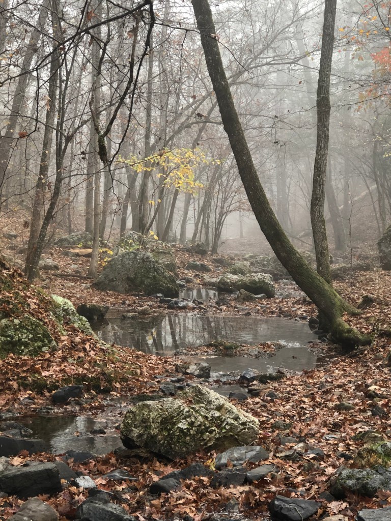Lake Catherine Arkansas State Park. Falls Branch Trail