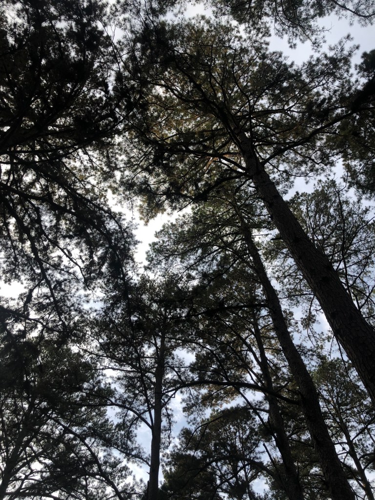 Lake Catherine Arkansas State Park. Arkansas