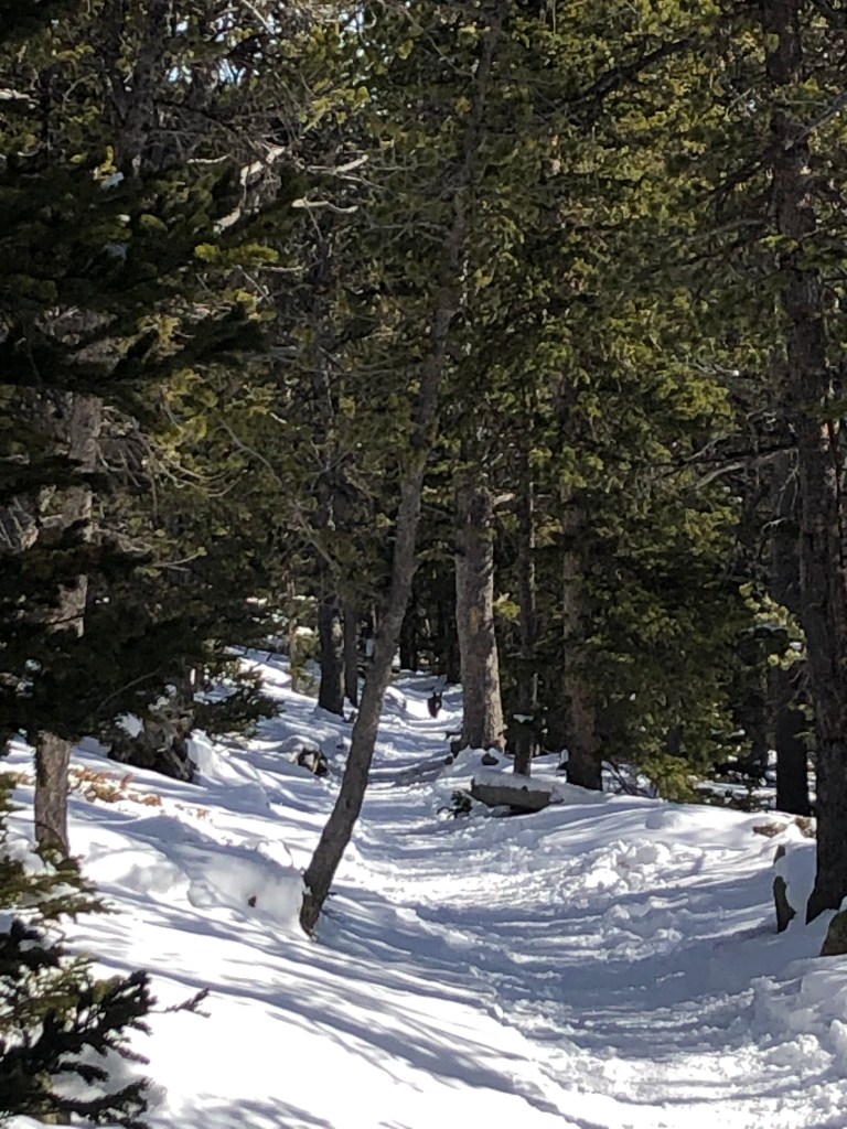 Coyote in snow Rocky Mountain National Park