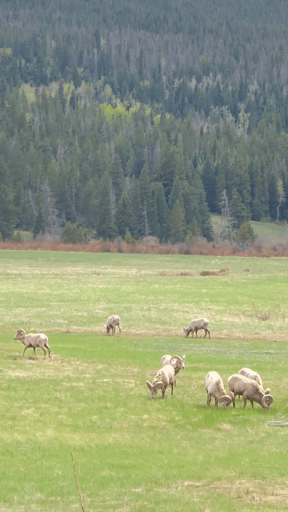 Bighorn sheep rocky mountain national park
