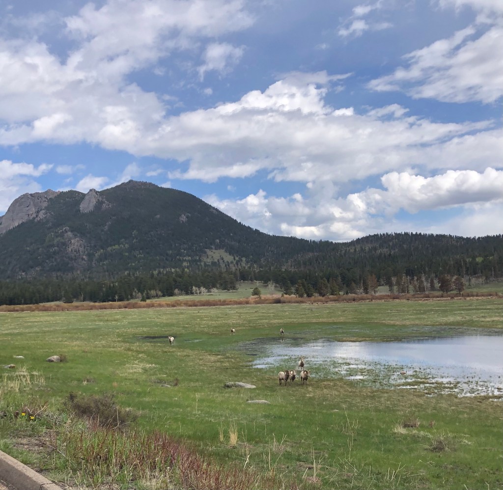 Bighorn sheep Rocky Mountain National Park