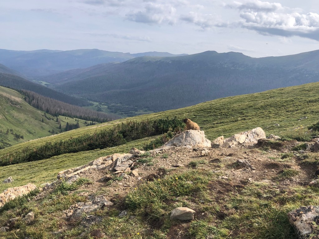 Marmot Rocky Mountain National Park