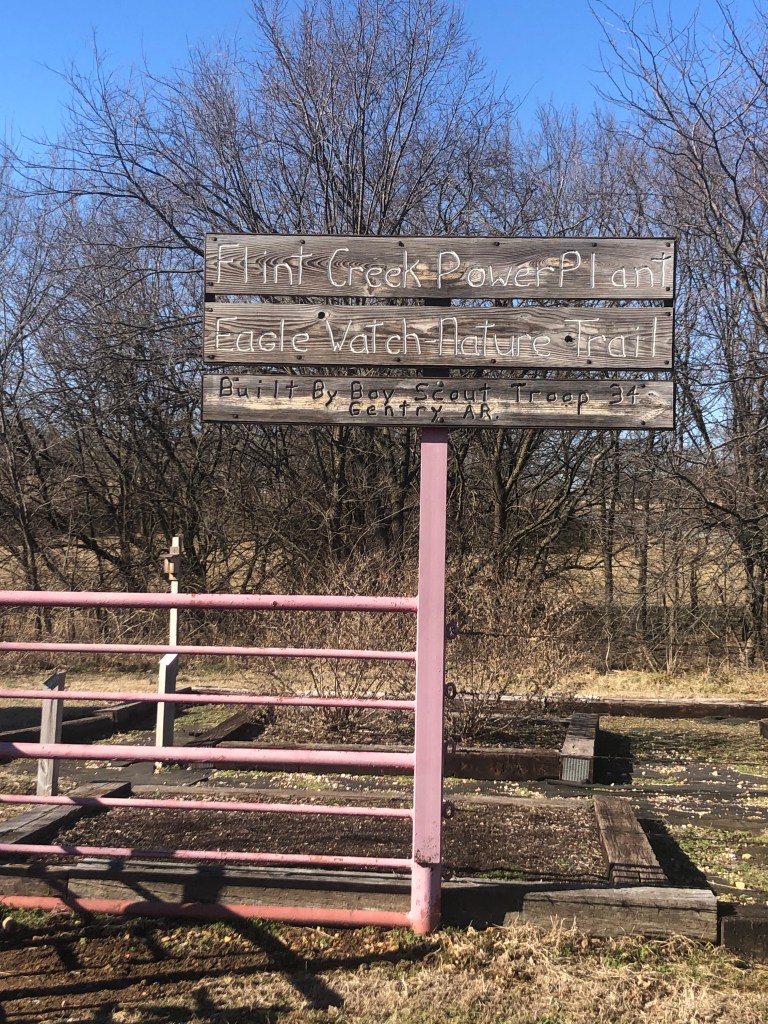 Eagles in Northwest Arkansas