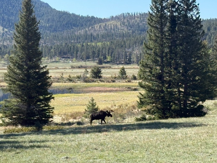Moose Near Sheep Lake in Rocky Mountain National Park