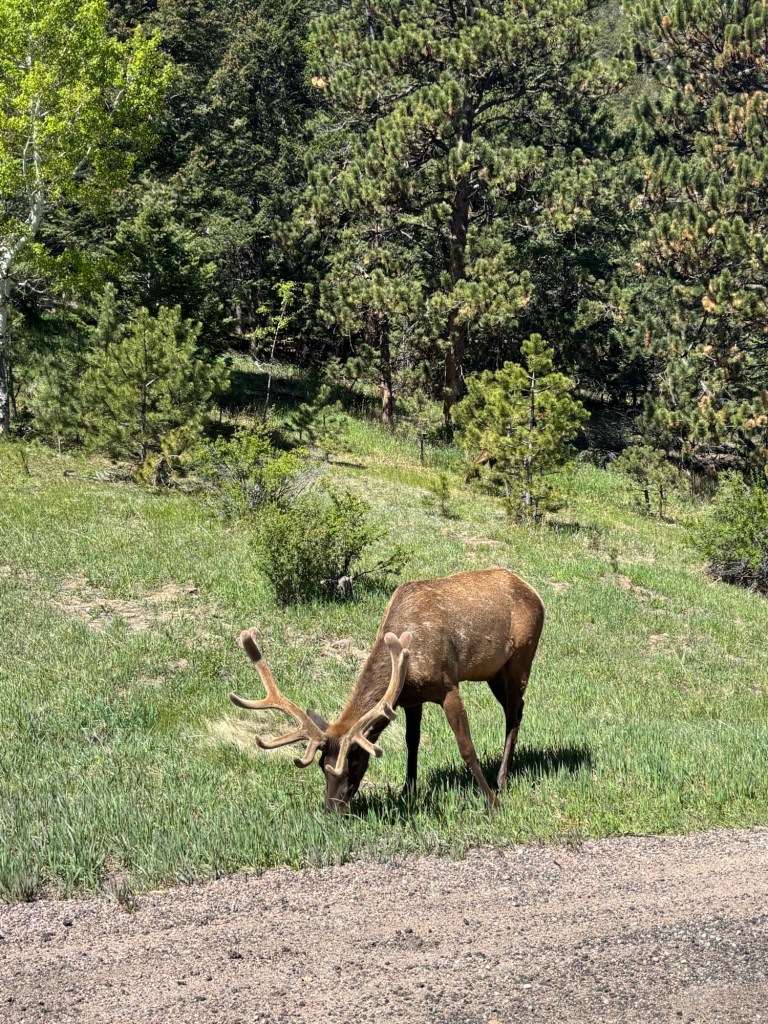 Elk Rocky Mountain National Park