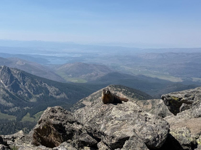 Marmots on Mount Ida